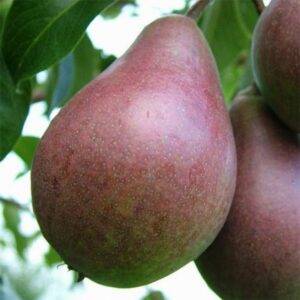 Правила сбора и хранения урожая